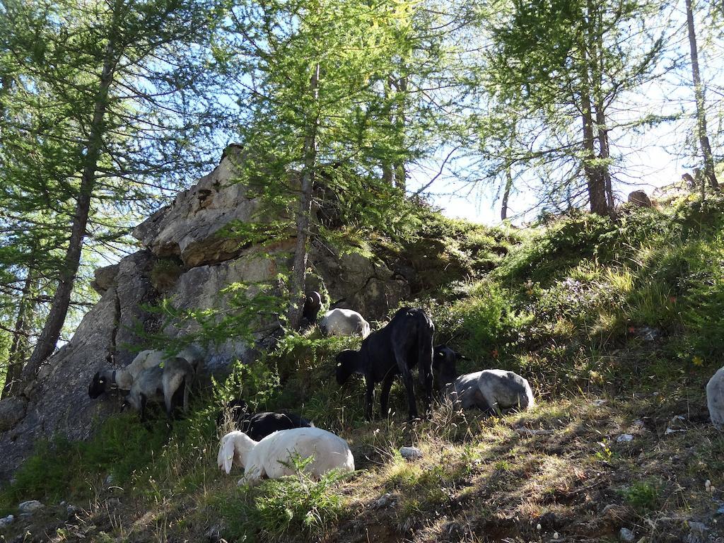 Ferienhaus Meins Kals am Grossglockner Bilik gambar